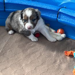 Miniature American Shepherd and Toy Australian Shepherd Puppies from Roeboat Aussies