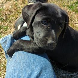 Labrador Retrievers from Rapidan River Labradors