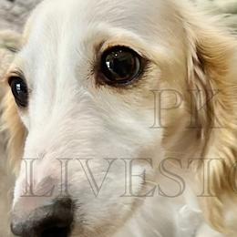 Dachshunds from PK livestock