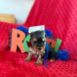 AKC Bruce - Black and gold male Yorkshire Terrier puppy in Hertford, North Carolina from Peters Pups AKC Yorkshire Terriers