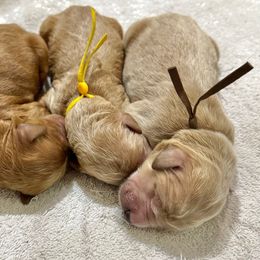 Gingerbread (Brown Collar) - Cream male Goldendoodle puppy in Bay City, Texas from Charming Doods