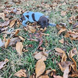 Mr Big 7 - Liver roan male German Shorthaired Pointer puppy in Troy, North Carolina from Uwharrie GSP