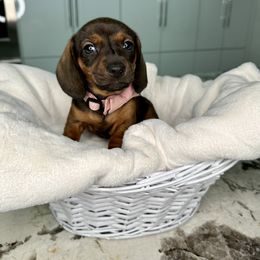 Dachshund Puppies from Harrison Farm