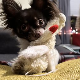 Chihuahuas from Ortega's Ozark Pups