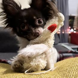 Chihuahuas from Ortega's Ozark Pups
