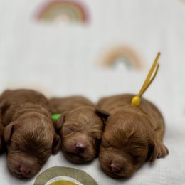 Aussiedoodle and Goldendoodle Puppies from Garside Doodles
