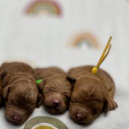 Aussiedoodle and Goldendoodle Puppies from Garside Doodles