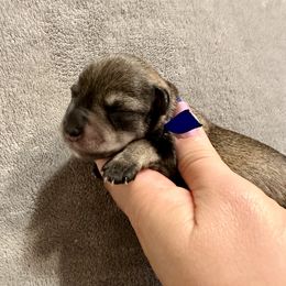 Blue Boy - Salt and pepper male Miniature Schnauzer puppy in Floyd, Virginia from Little River Puppies