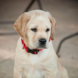 Labrador Retriever Puppies from KevMar Labradors