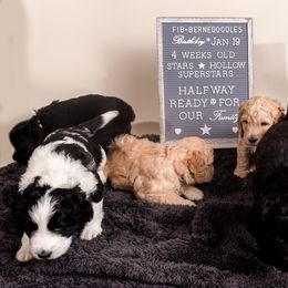 Bernedoodle Puppies from Sugarcreek Haven Bernedoodles