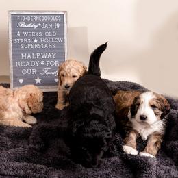 Bernedoodle Puppies from Sugarcreek Haven Bernedoodles