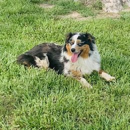 Miniature Australian Shepherd All Grown Up from RLM Mini Australian Shepherds