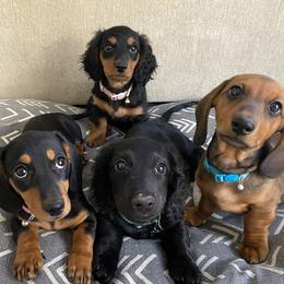 Dachshund Puppies from Desert Dachshunds