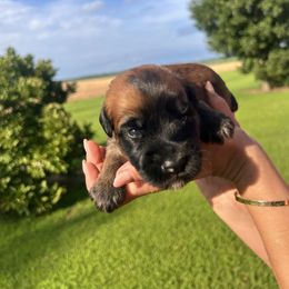 Gunther. Gray. - Wheaten male Soft Coated Wheaten Terrier puppy in Illinois from Sarabeth's Friendly Pups