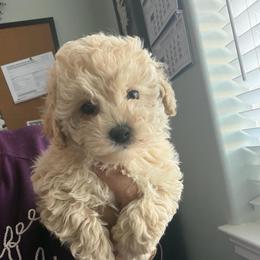 Sir Archie - Apricot male Maltipoo puppy in Southern,, California from Maltipoo Tiny Pups & More