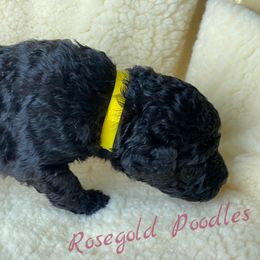 Poodle Puppies from Rosegold Poodles