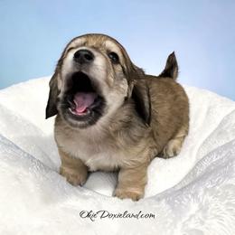 Tanner - Cream male Dachshund puppy in Oklahoma City, Oklahoma from OkieDoxieland Dachshunds