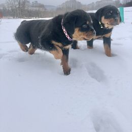 Rottweiler Puppies from Amy Osborne