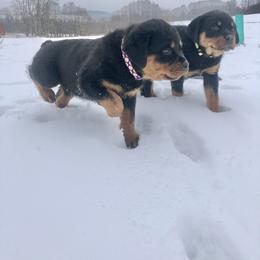 Rottweiler Puppies from Amy Osborne