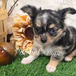Acorn - Merle female Chihuahua puppy in Bowdon, Georgia from Paschal's Pups