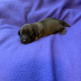 Purple Collar - Red female Dachshund puppy in Kingston, Texas from Oak Bridge Farm