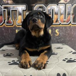 Purple collar - Black and mahogany female Rottweiler puppy in Grand Rapids, Michigan from Rott-Squad Kennels