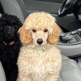 Poodles from A Stone’s Throw Farm