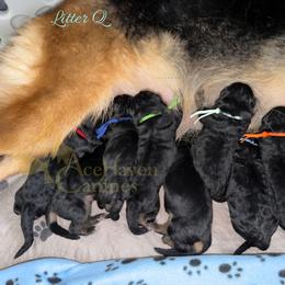 Red - Black and red male German Shepherd puppy in Orlando, Florida from AceHaven Canines