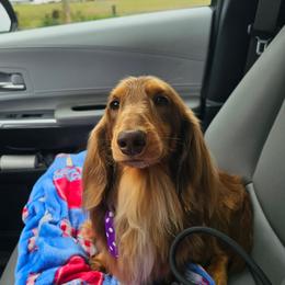 Joey - Dachshund