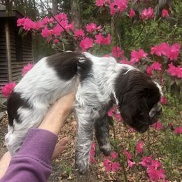 English Springer Spaniel Puppies from Whispering Cedars Springer Spaniels NJ