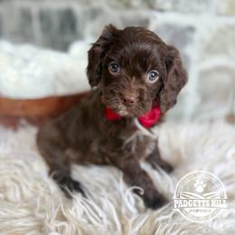 Teddy - Chocolate male Cavapoo puppy in Natural Bridge, Virginia from Padgetts Hill Puppies