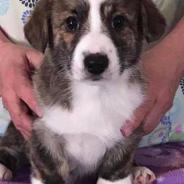 Cardigan Welsh Corgis and Pembroke Welsh Corgis from AroHawk Corgis