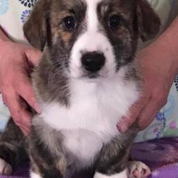 Cardigan Welsh Corgis and Pembroke Welsh Corgis from AroHawk Corgis