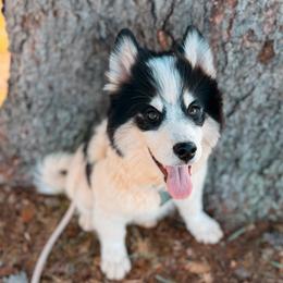 Bumble-Bee - Black and white male Pomsky puppy in Cleveland, Ohio from Lake Point Pomskies