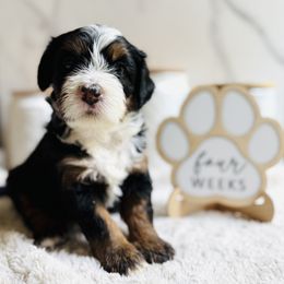 Fortune, Purple Collar Female - Tri-color female Bernedoodle puppy in Katy, Texas from Bluebonnet Bernedoodles of Southeast Texas