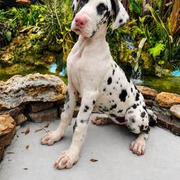 Purple Collar - Harlequin female Great Dane puppy in Ocala, Florida from Oak Haven Great Danes