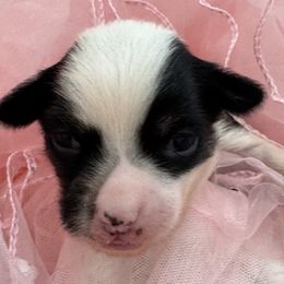 Girl 2- White - female Chinese Crested puppy in Pike Road, Alabama from Naked & Puffs