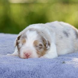 Rmf - Red merle female Australian Shepherd puppy in Stephenville, Texas from Diamond H Aussies