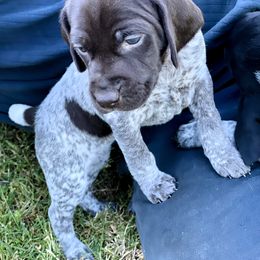 German Shorthaired Pointer Puppies from MaggieMae Andersen