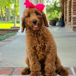 Charlie Rae's Pink Girl - Red  female Goldendoodle puppy in Kountze, Texas from Texas Doodles LLC