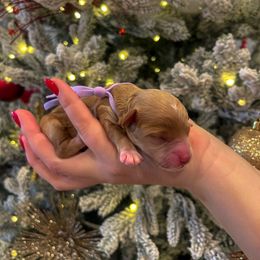 Goldendoodle and Maltipoo Puppies from Pnwfamilydoodles