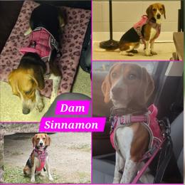 Sinnamon - Beagle