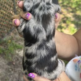 Dapper - Black and tan male Dachshund puppy in Brooksville, Florida from Ween Acres