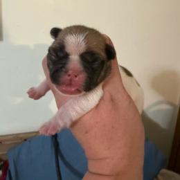Boy 4 - White and fawn male French Bulldog puppy in Lakeland, Florida from Fur Love And Puppies