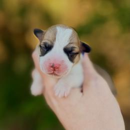 Girl 1 - Red female Pembroke Welsh Corgi puppy in Yulee, Florida from Pembroke Welsh Corgis at Belle Haven