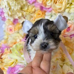 Noel - Parti male Yorkshire Terrier puppy in Illinois from Pretty Little Yorkies