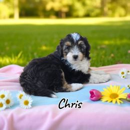 Chris - Black tri-color male Aussiedoodle puppy in Lebanon, Oregon from Abbott Family Farm