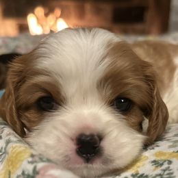 Fitzwilliam - Blenheim Cavalier King Charles Spaniel puppy in Memphis, Tennessee from Pemberley Park