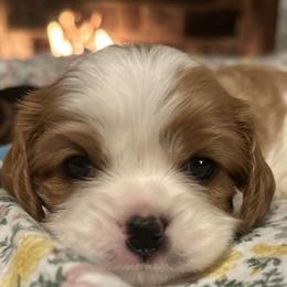 Fitzwilliam - Blenheim Cavalier King Charles Spaniel puppy in Memphis, Tennessee from Pemberley Park