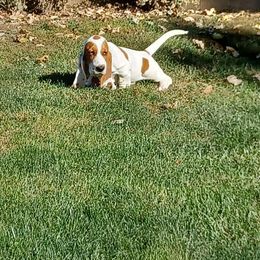 Almond - Red and white female Basset Hound puppy in Manchester, Tennessee from Middle TN Leopard Catahoulas and Middle TN Bassett Hounds